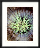 Sea Anemone  Komodo  Indonesia