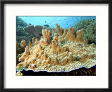 Plate Corals  Komodo  Indonesia