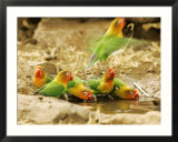 Fishers Lovebirds  Tanzania  Africa