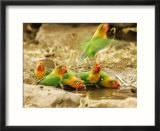Fishers Lovebirds  Tanzania  Africa