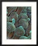 Sea Anemone Detail  Komodo  Indonesia