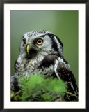 Northern Hawk Owl  Portrait  Montana  USA