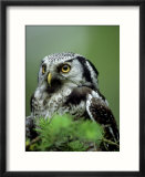 Northern Hawk Owl  Portrait  Montana  USA