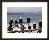 Bald Eagles in Winter  Homer  Alaska