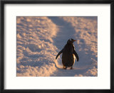 Gentoo Penguin Rests on Trail Towards Colony on Petermann Island  Antarctic Peninsula