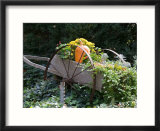 Decorative Wagon and Pumpkin  Ste Genevieve  Missouri  USA