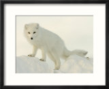 Arctic Fox  Along the Ice Edge of Hudson Bay  Near Churchill  Canada