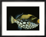 Big-Spotted Triggerfish  Balistoides Conspicillum