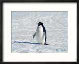 Adelie Penguin in Snow  Antarctica