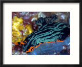 Nembrotha Kubaryana  Indonesia