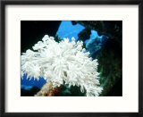 Octo Corals  St Johns Reef  Red Sea