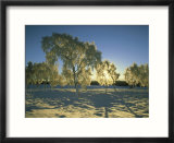 Silver Birches in Winter Encrusted with Hoar Frost and Snow  Cairngorms National Park  Scotland