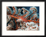Long Nose Hawkfish  Amongst Coral  Indonesia