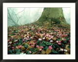 Cyclamen  Eynsham Hall  UK
