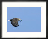 White-Tailed Sea Eagle in Flight  Japan