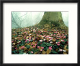Cyclamen  Eynsham Hall  UK