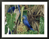 Hyancinth Macaws  Brazil