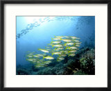 Yellow Snappers  Komodo  Indonesia