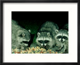 Raccoons  Feeding  USA