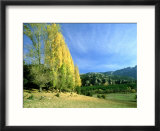 Autumn Colours (Poplars) in Sierra De Cazorla  Spain