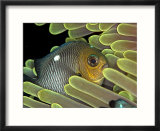 Domino Fish  St Johns Reef  Red Sea