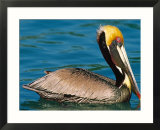 Male Brown Pelican in Breeding Plumage  Mexico
