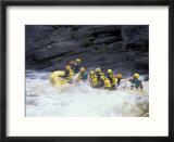 Rafters in Cribworks on the Penobscot  Northern Forest  Maine  USA