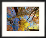 Forest Canopy in Autumn  Jasmund National Park  Island of Ruegen  Germany