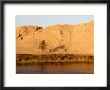 Palm Tree on the Bank of the Nile River  Egypt