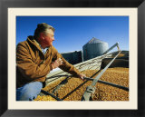 A Farmer Watches as His Corn is Augered into a Grain Truck