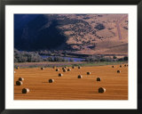 Bales of Hay in a Farmers Field