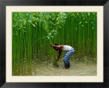 Farmer Harvesting Jute  Tangail Dhaka  Bangladesh
