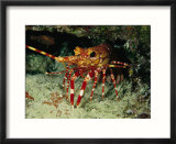 A Close View of a Lobster Near its Reef Home