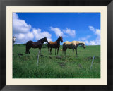 Horses in Field Near Hana  Maui  Hawaii