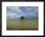 Lone Mangrove Tree Standing in the Surf