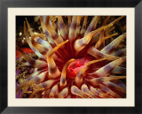 Dahlia anemone (Bunodactis sp)  Coromandel Peninsula  New Zealand