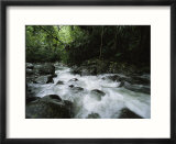 Creek Rushing Through a Woodland Setting