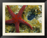 Brightly-Colored Starfish near a Small Imbedded Clam