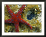 Brightly-Colored Starfish near a Small Imbedded Clam