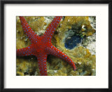 Brightly-Colored Starfish near a Small Imbedded Clam