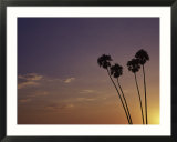Sunset And Palm Trees  Laguna Beach  CA