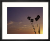 Sunset And Palm Trees  Laguna Beach  CA