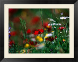 Wildflowers Growing In Olive Grove  Greece