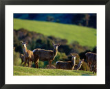 Deer Farm  Banks Peninsula  Canterbury  New Zealand