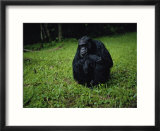 Chimpanzee in the rain