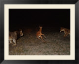 Two African lions close in on an impala
