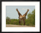 Kruger National Park  South Africa  Giraffe