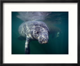 Manatees  Crystal River Nw Refuge  FL