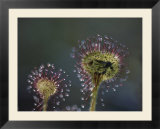 A dead mosquito rests on an insectivorous round-leaved sundew