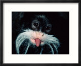 A captive emperor tamarin sticks its tongue out